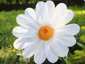 Grands fleurs de marguerite artificielles géantes